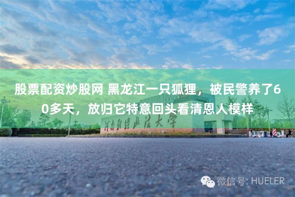 股票配资炒股网 黑龙江一只狐狸，被民警养了60多天，放归它特意回头看清恩人模样