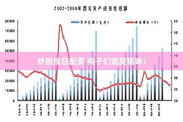 炒股按日配资 狗子们宠爱猫咪！