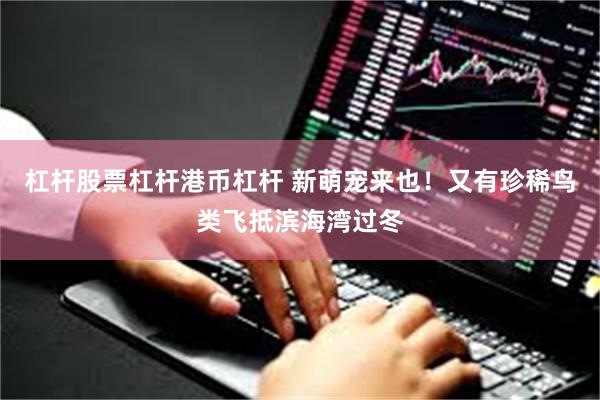 杠杆股票杠杆港币杠杆 新萌宠来也！又有珍稀鸟类飞抵滨海湾过冬